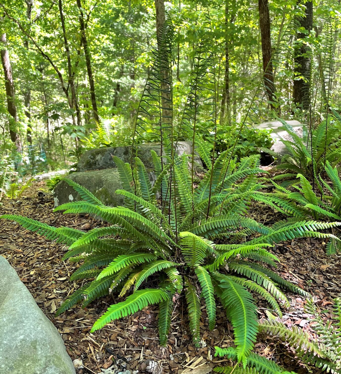 Deer fern